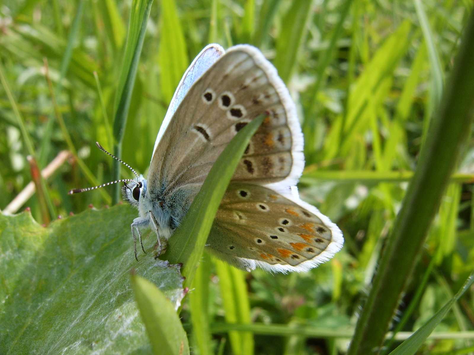 Farfalle del monte Grappa